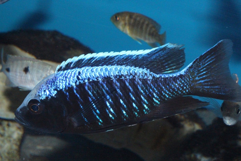 Copadichromis trewavasae 'Likoma Island'